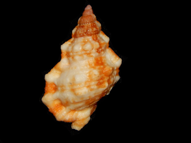 Bursa granularis f. cubaniana 1 3/4"-Pickles Reef-Lot#15874 Bursa granularis f. cubaniana 1 3/4"-Pickles Reef-Lot#15874