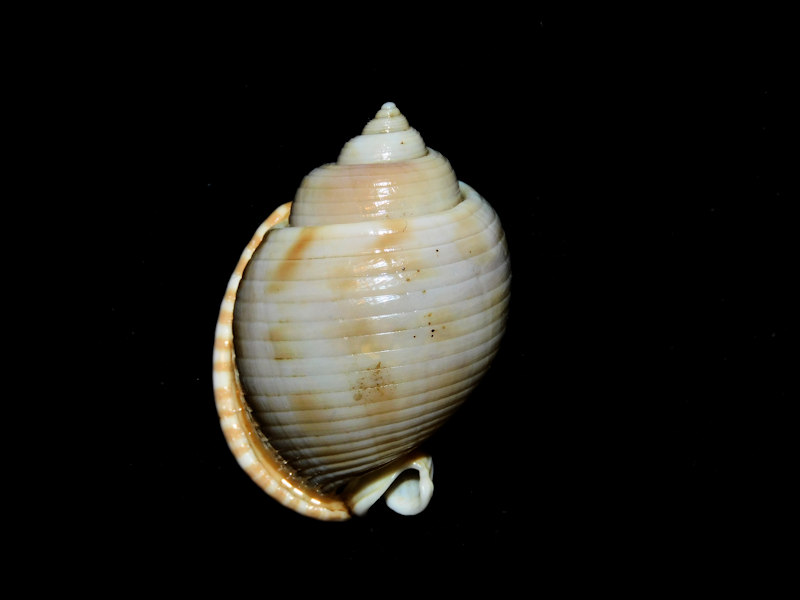 Semicassis canaliculata 1 5/8” or 40.16mm. Bay of Bengal #700244 Semicassis canaliculata 1 5/8” or 40.16mm. Bay of Bengal #700244