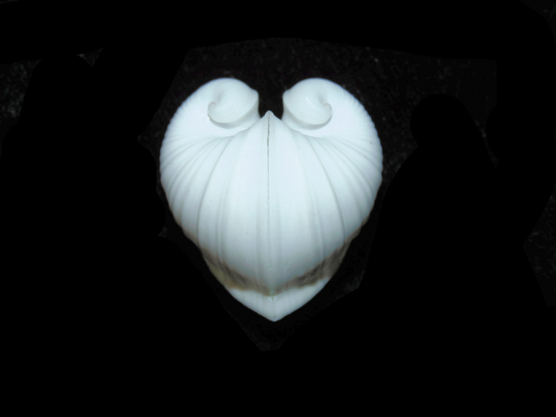 Meiocardia cumingi 1 1/8” or 28.15mm."Beautiful" #700750 Meiocardia cumingi 1 1/8” or 28.15mm."Beautiful" #700750