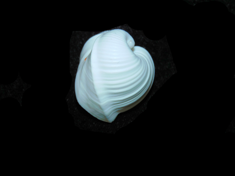 Meiocardia cumingi 1 1/8” or 28.15mm."Beautiful" #700750