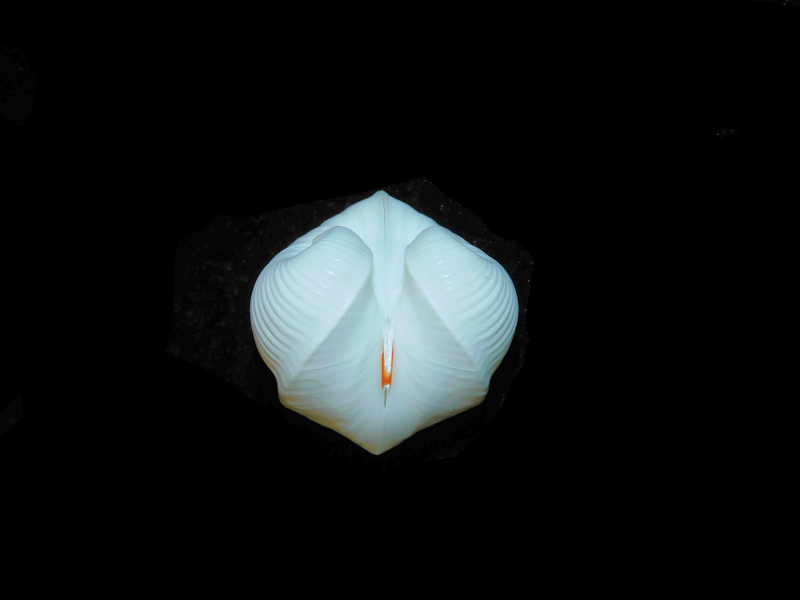 Meiocardia cumingi 1 1/8” or 28.15mm."Beautiful" #700750