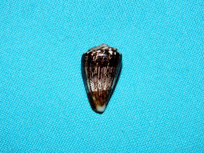 Africonus cuneolus 19.29mm. Cape Verde Lot#16827 Africonus cuneolus 19.29mm. Cape Verde Lot#16827