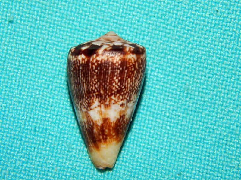 Africonus cuneolus 20.81mm.Cape Verde-Lot#14884