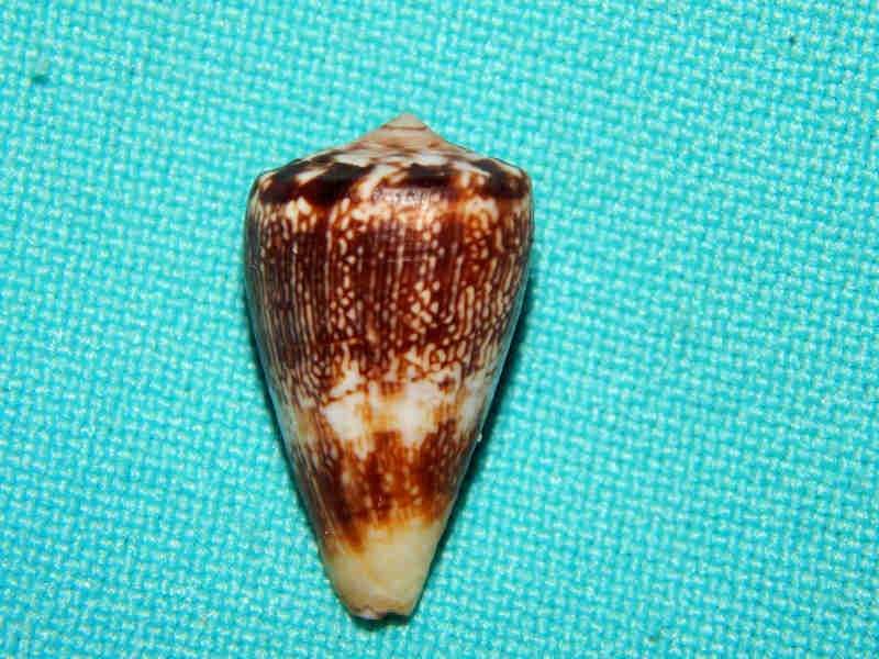 Africonus cuneolus 20.81mm.Cape Verde-Lot#14884 Africonus cuneolus 20.81mm.Cape Verde-Lot#14884