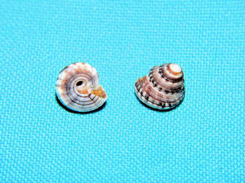 Heliacus cylindricus (2) 10.23mm &10.58mm. w/o#17524 - Click Image to Close