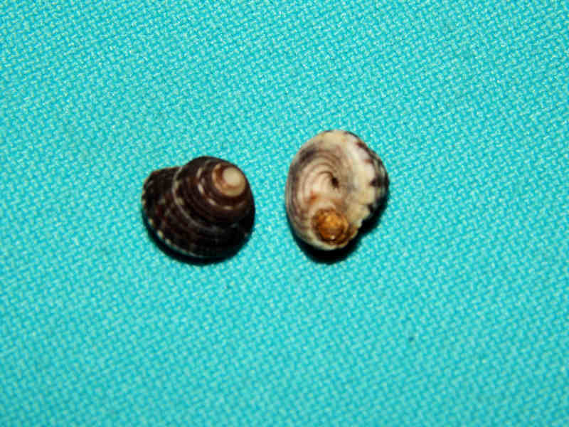 Heliacus cylindricus (2) 8.78mm & 9.69mm. w/o-Lot#16173 Heliacus cylindricus (2) 8.78mm & 9.69mm. w/o-Lot#16173