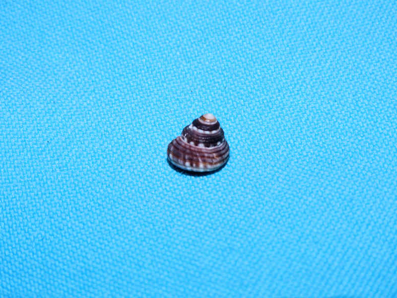 Heliacus cylindricus 9.13mm w/o Dominican Republic #17273 Heliacus cylindricus 9.13mm w/o Dominican Republic #17273