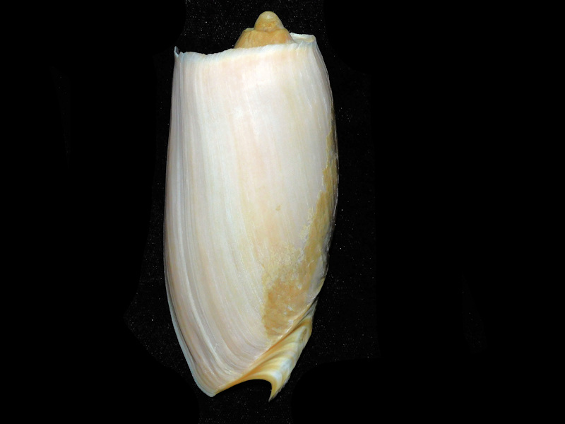 Cymbium cymbium 4 ½” or 111.12mm."Senegal" #700332