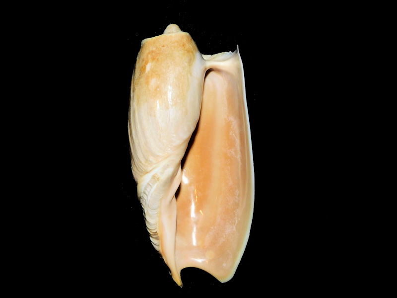 Cymbium cymbium 4 ½” or 111.12mm."Senegal" #700332