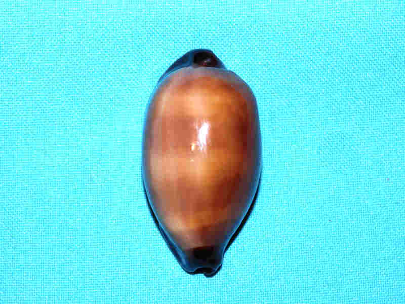 Talparia exusta 2 1/4” or 55.58mm."Red Sea" LOT#901306JB (image for) Talparia exusta 2 1/4” or 55.58mm."Red Sea" LOT#901306JB