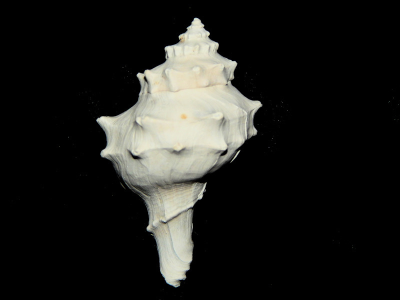 Echinofulgur dalli 1 7/8"-Superb Dwarf-Lot#16435 Echinofulgur dalli 1 7/8"-Superb Dwarf-Lot#16435