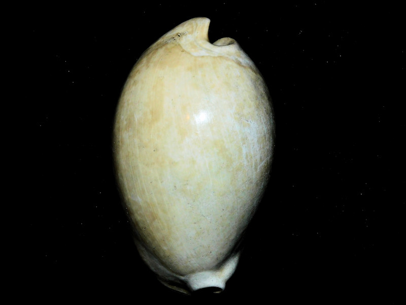 Akleistostoma williamdalli 2 7/8” or 74.69mm."Rare"#800137 Akleistostoma williamdalli 2 7/8” or 74.69mm."Rare"#800137