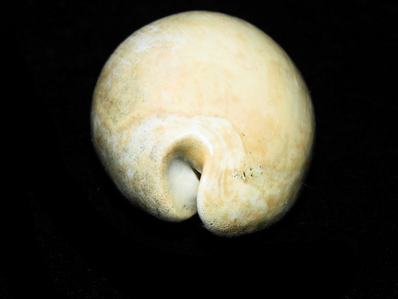 Akleistostoma williamdalli 3” or 75.14mm. "Rare"#17646
