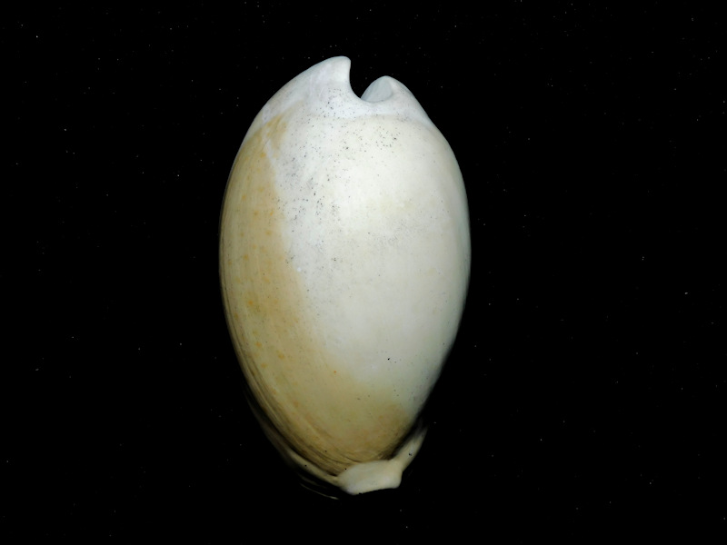 Akleistostoma williamdalli 3” or 75.85mm."Rare"#17226 Akleistostoma williamdalli 3” or 75.85mm."Rare"#17226