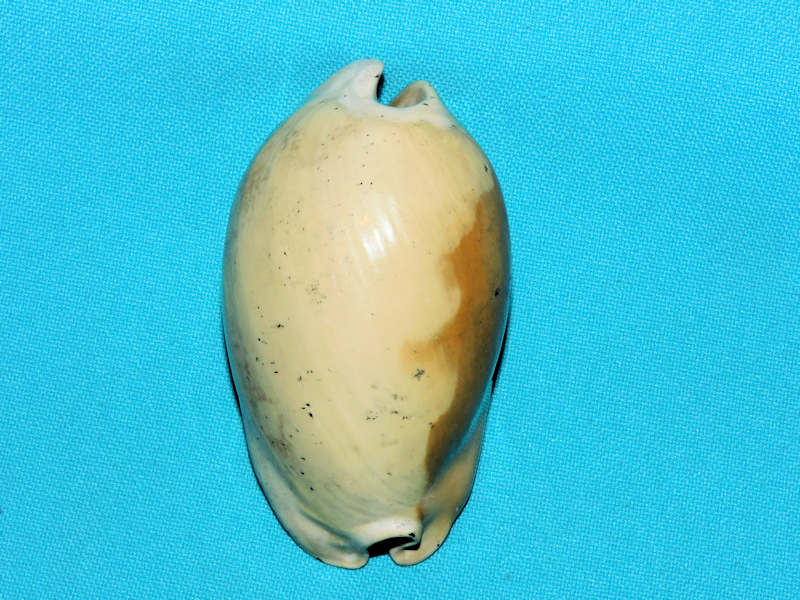 Akleistostoma williamdalli 3” or 76.13mm."Outstanding"#500031 Akleistostoma williamdalli 3” or 76.13mm."Outstanding"#500031