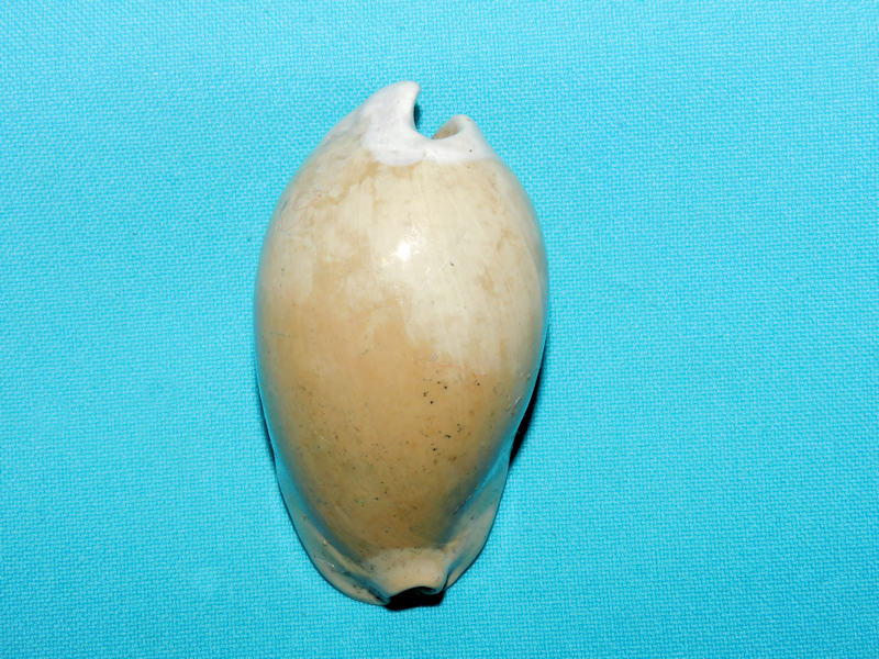 Akleistostoma williamdalli 2 ¾” or 72.48mm."Gorgeous"#500026 Akleistostoma williamdalli 2 ¾” or 72.48mm."Gorgeous"#500026