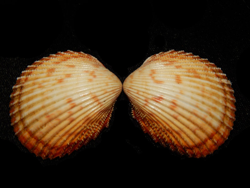 Dallocardia muricatum 1 5/8”-Margarota Island-Lot#15058 Dallocardia muricatum 1 5/8”-Margarota Island-Lot#15058