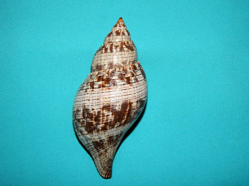 Fasciolaria tulipa 5 ¼” or 132.74mm.w/o-Sanibel-Lot#16407 Fasciolaria tulipa 5 ¼” or 132.74mm.w/o-Sanibel-Lot#16407