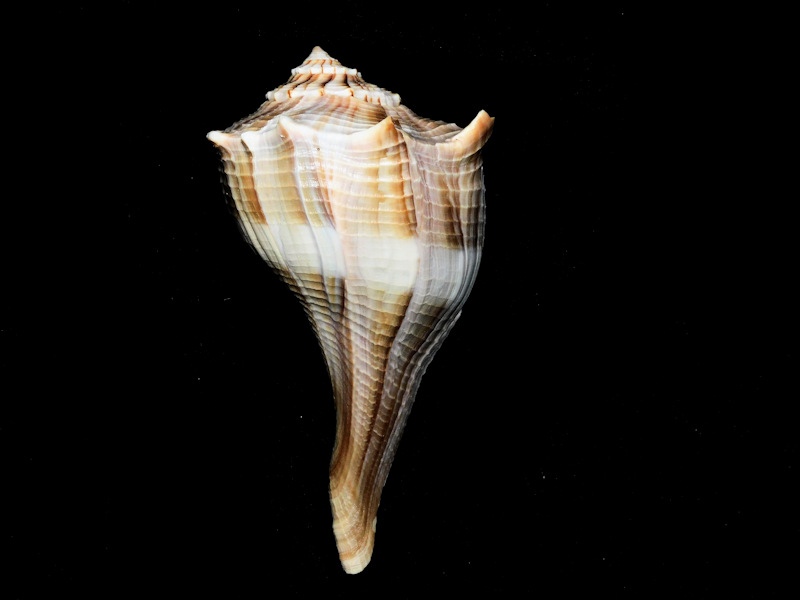 Sinistrofulgur sinistrum 5” or 126.14mm. w/o "Sanibel"#17308 Sinistrofulgur sinistrum 5” or 126.14mm. w/o "Sanibel"#17308