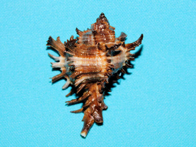 Hexaplex cichoreum 1 7/8” or 48.96mm. w/o. "Dark DWARF" #700520 Hexaplex cichoreum 1 7/8” or 48.96mm. w/o. "Dark DWARF" #700520