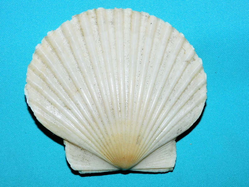 Carolinapecten darlingtonensis 4 3/8” & 109.36mm."Beauty#800144 Carolinapecten darlingtonensis 4 3/8” & 109.36mm."Beauty#800144