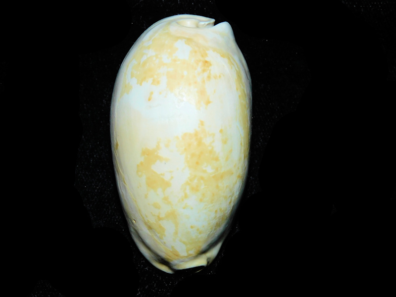 Siphocypraea daughenbaughi 2 1/8” or 54.76mm."Rare" #17534 Siphocypraea daughenbaughi 2 1/8” or 54.76mm."Rare" #17534