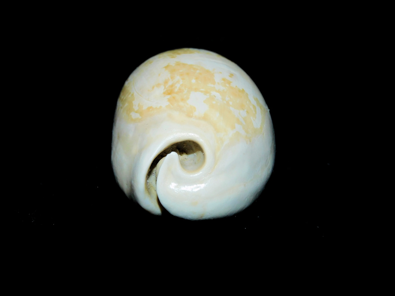 Siphocypraea daughenbaughi 2 1/8” or 54.76mm."Rare" #17534