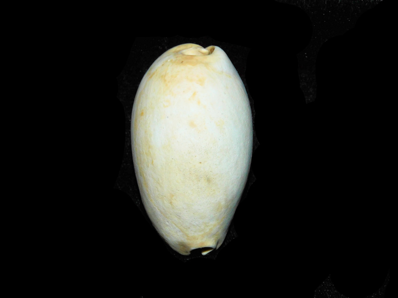 Siphocypraea daughenbaughi 2 1/4” or 54.54mm."Rare"#17826 Siphocypraea daughenbaughi 2 1/4” or 54.54mm."Rare"#17826