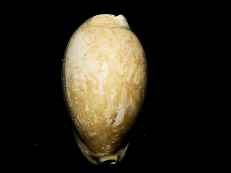 Siphocypraea daughenbaughi 2 ¼” or 55.27mm."Rare Beauty"#17106