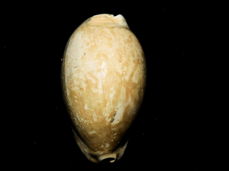 Siphocypraea daughenbaughi 2 ¼” or 55.27mm."Rare Beauty"#17106 Siphocypraea daughenbaughi 2 ¼” or 55.27mm."Rare Beauty"#17106