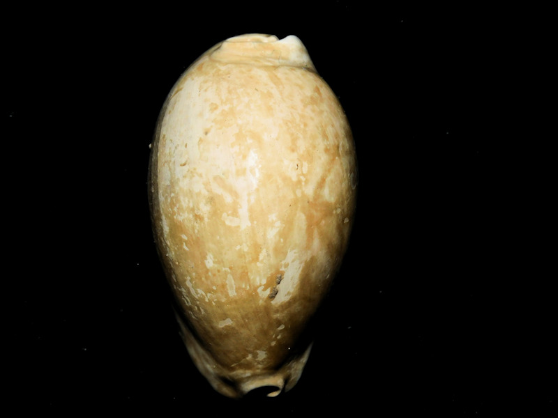 Siphocypraea daughenbaughi 2 ¼” or 55.27mm."Rare Beauty"#17106 - Click Image to Close