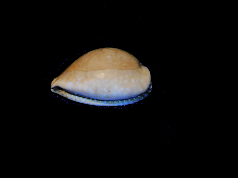 Siphocypraea daughenbaughi 2 ¼” or 55.27mm."Rare Beauty"#17106 - Click Image to Close