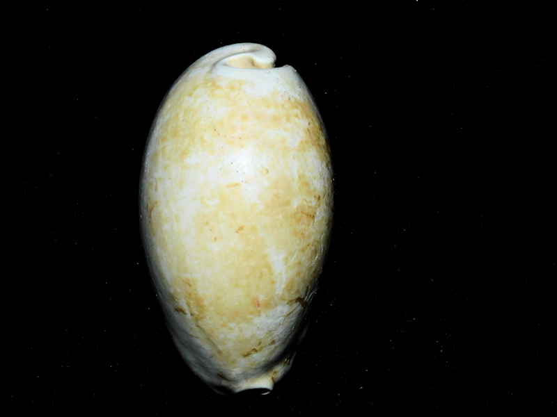 Siphocypraea daughenbaughi 2 5/8” or 66.40mm."Rare"#17339 Siphocypraea daughenbaughi 2 5/8” or 66.40mm."Rare"#17339