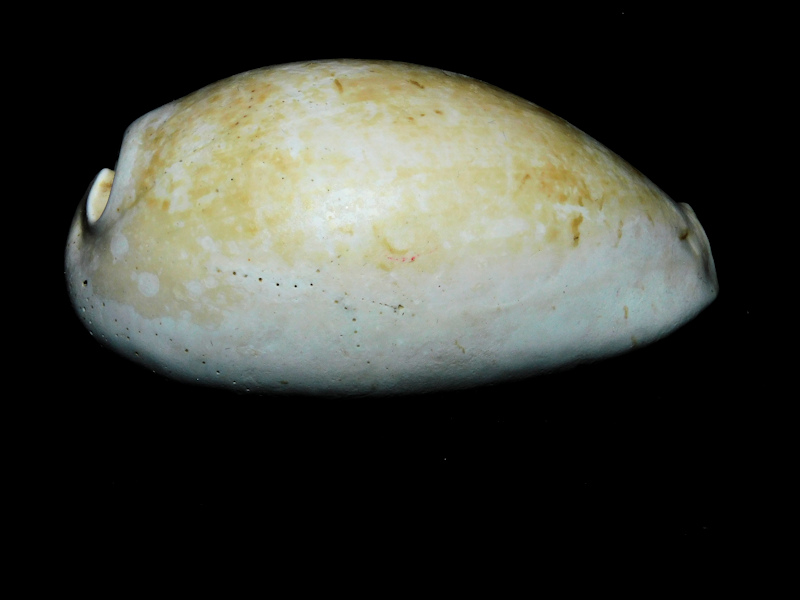 Siphocypraea daughenbaughi 2 5/8” or 66.40mm."Rare"#17339 - Click Image to Close