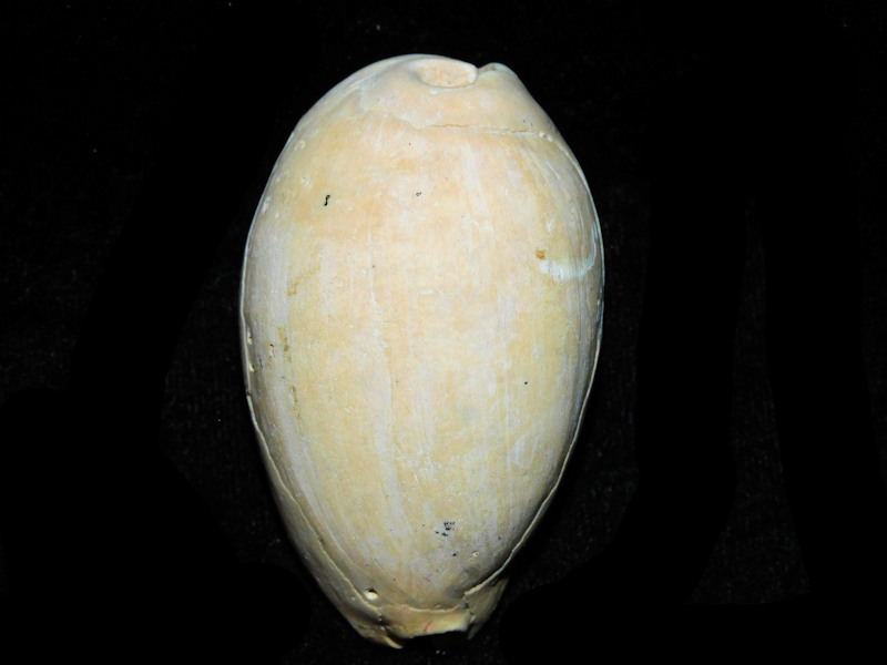Siphocypraea daughenbaughi 2 1/2” or 60.28mm. "Rare" #17523 Siphocypraea daughenbaughi 2 1/2” or 60.28mm. "Rare" #17523