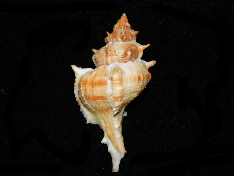 Siratus tenuivaricosus 2 5/8” or 66.34mm. w/o.#700532 Siratus tenuivaricosus 2 5/8” or 66.34mm. w/o.#700532