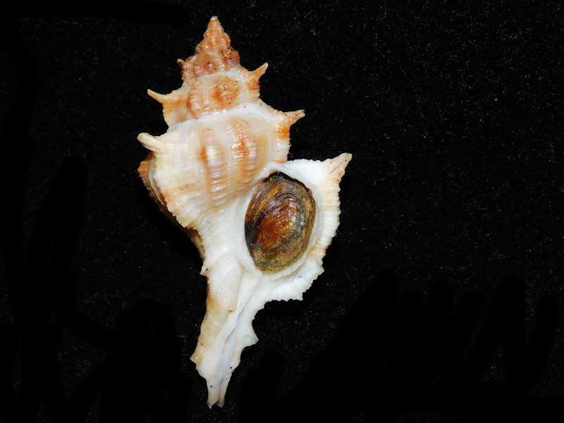 Siratus tenuivaricosus 2 5/8” or 66.34mm. w/o.#700532 - Click Image to Close