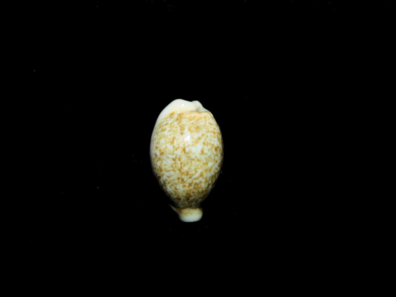 Eclogavena dayritiana dayritiana 18.58mm. Philippines #17312