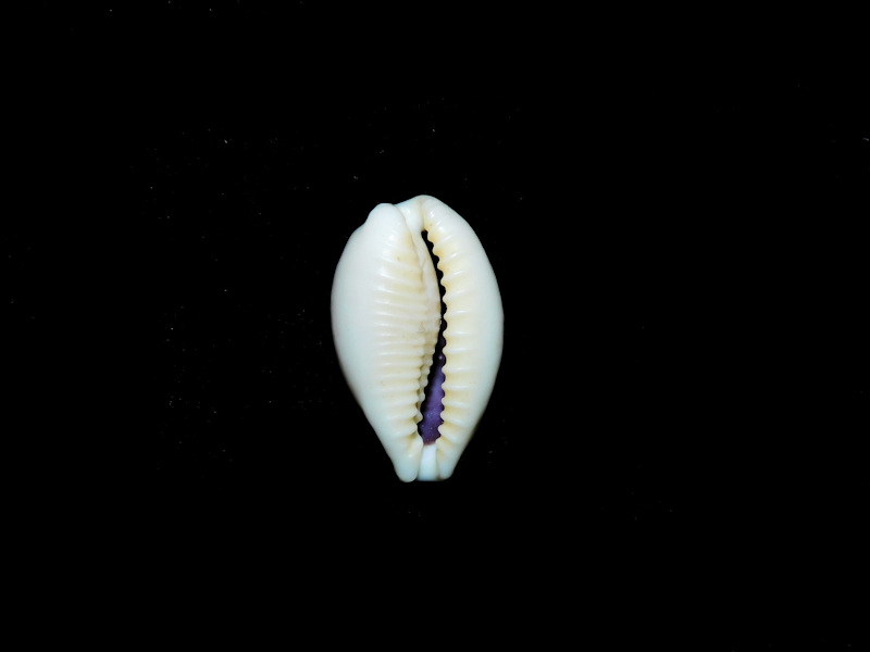 Eclogavena dayritiana dayritiana 18.58mm. Philippines #17312 - Click Image to Close