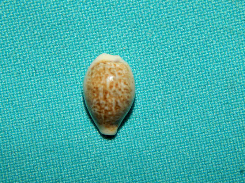 Eclogavena dayritiana dayritiana 15.72mm.-Lot#15349 Eclogavena dayritiana dayritiana 15.72mm.-Lot#15349