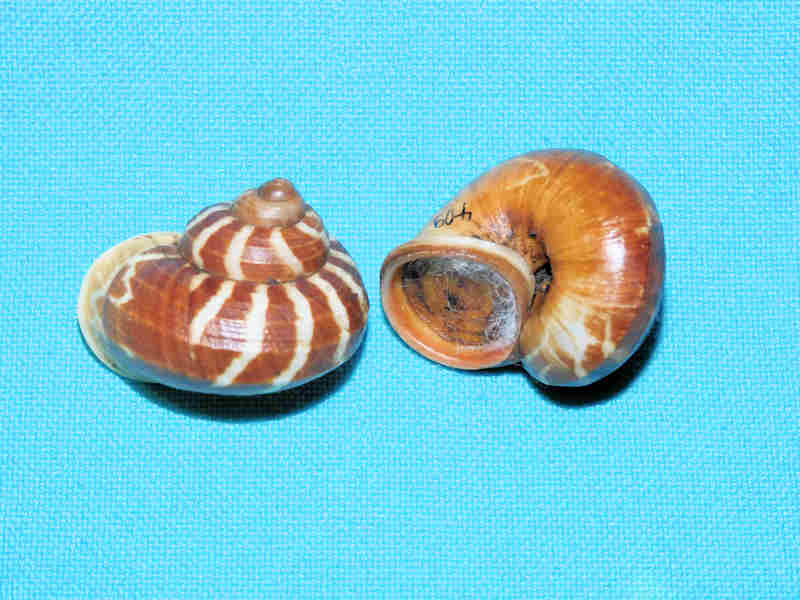 Cyclophorus daranganicus(2) 28.15mm w/o & 28.10mm.LOT#700976 (image for) Cyclophorus daranganicus(2) 28.15mm w/o & 28.10mm.LOT#700976