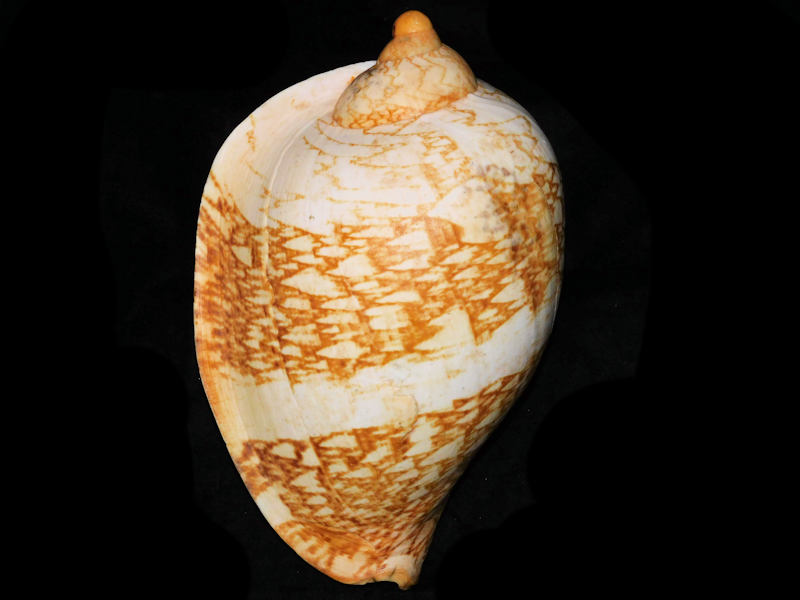 Livonia mammilla 10 ¾” or 271.37mm. "Gorgeous & LG" #700 Livonia mammilla 10 ¾” or 271.37mm. "Gorgeous & LG" #700