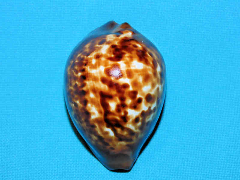 Zoila decipiens 52.05mm."Large" LOT#901228JB (image for) Zoila decipiens 52.05mm."Large" LOT#901228JB