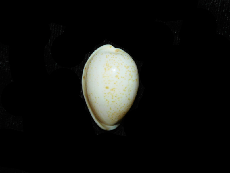 Notocypraea declivis 23.65mm "RARE" LOT#901286JB (image for) Notocypraea declivis 23.65mm "RARE" LOT#901286JB