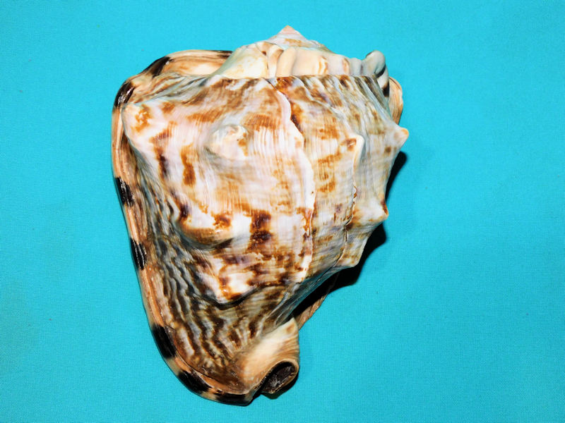 Cassis tuberosa 7” or 176.16mm. Decorative Beauty #700039 Cassis tuberosa 7” or 176.16mm. Decorative Beauty #700039