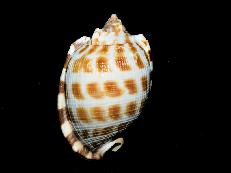 Phalium decussatum 2 5/8” or 66.28mm. "Philippines" #700209 Phalium decussatum 2 5/8” or 66.28mm. "Philippines" #700209