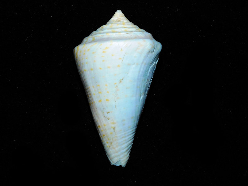 Kohniconus delessertii 3 1/8” or 79.70mm. "Rare Fossil" #700437