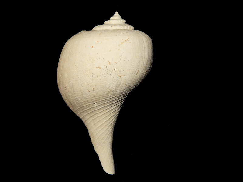 Laevisycon demistriatum 2 7/8”-Pinecrest Member Lot#16120 Laevisycon demistriatum 2 7/8”-Pinecrest Member Lot#16120