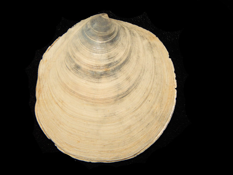 Miltha caloosaensis 2 5/8” -Large Specimen Brantley-Lot#14693 Miltha caloosaensis 2 5/8” -Large Specimen Brantley-Lot#14693