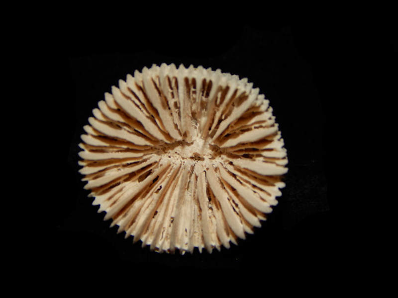 Antillia dentata 1 3/8”-Golden Gate Member-Variant-Lot#15589 Antillia dentata 1 3/8”-Golden Gate Member-Variant-Lot#15589